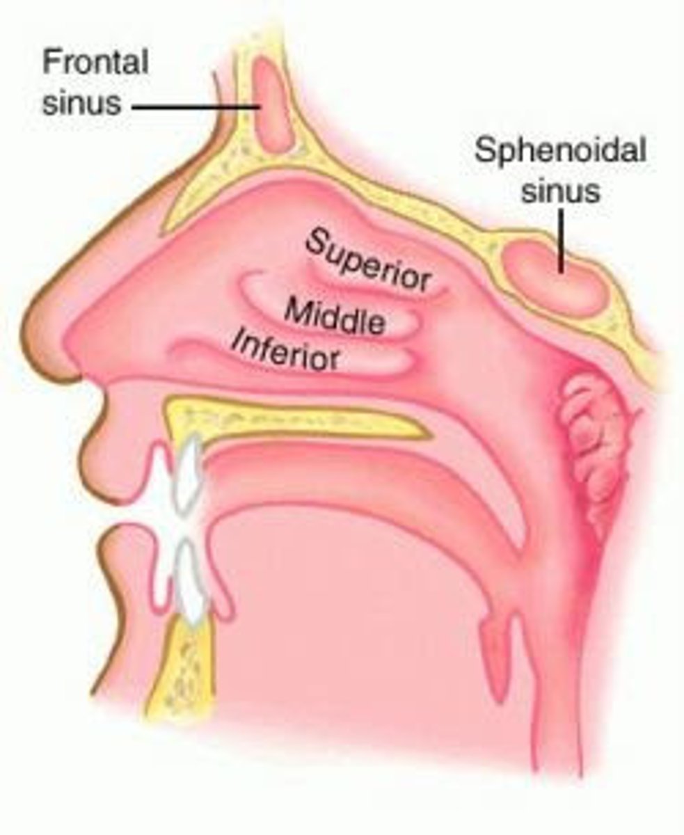 <p>Superior, Middle and Inferior nasal conchae</p>