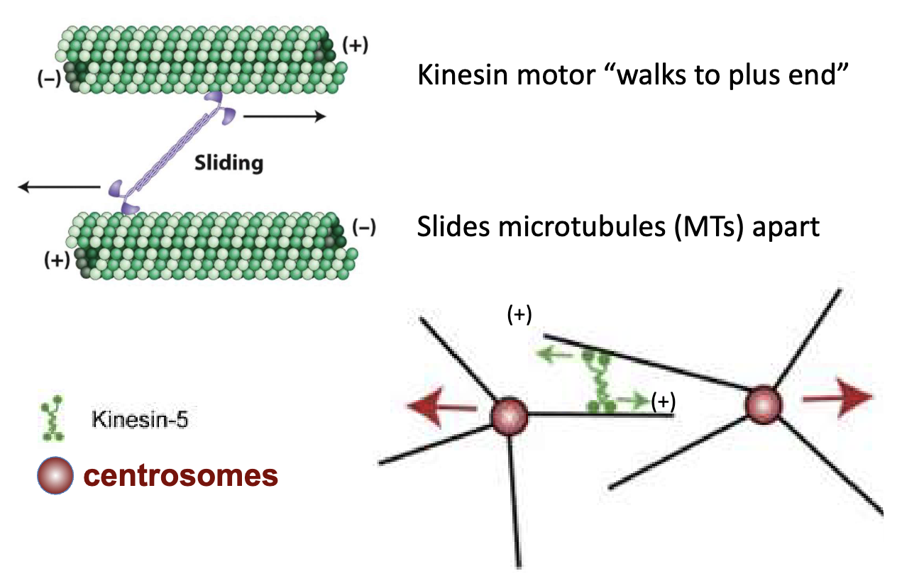 <ul><li><p>Kinesin-5 walks toward + ends of MTs</p></li><li><p>Slides overlapping MTs apart</p></li><li><p>Centrosomes are pushed to opposite poles</p></li></ul><p></p>