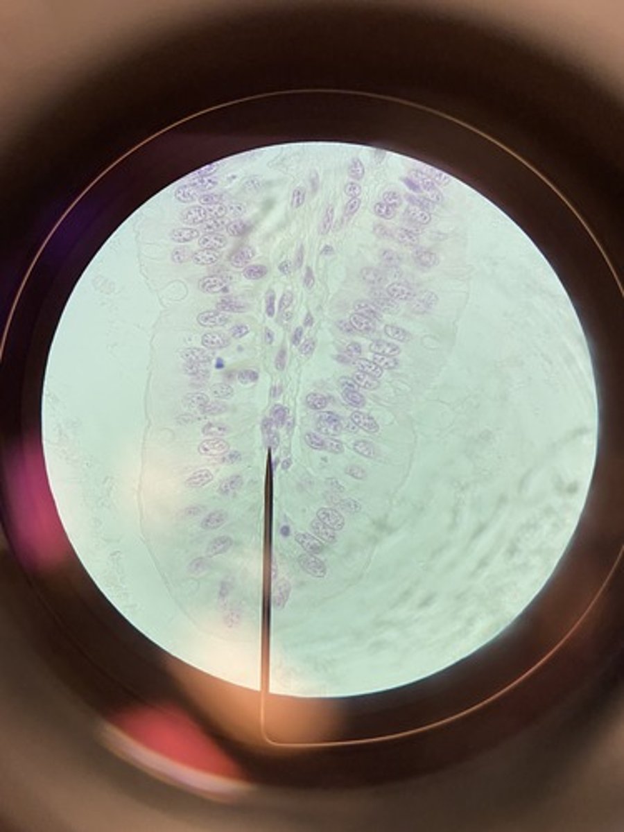 <p>digestive tract</p>