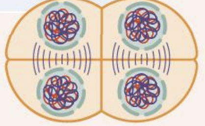 <ul><li><p>chromosomes move to poles </p></li><li><p>nuclear membrane forms</p></li></ul><p></p>