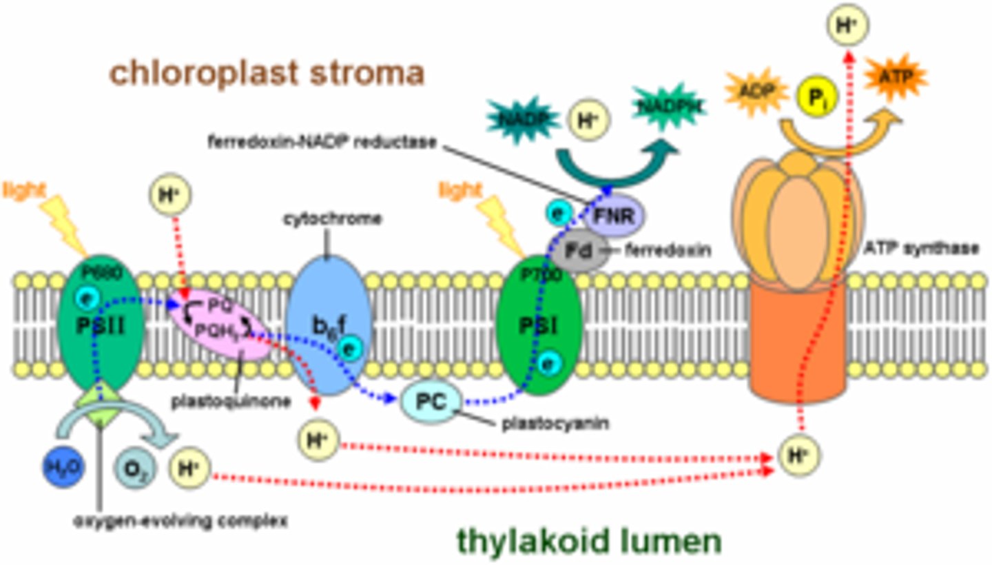<p>an electron is excited by light and is used to transform ADP into ATP. The same electron can be used to repeat the process</p>