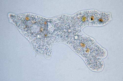 Naked amoebas
Free living
locomotion is pseudopodia