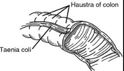 <p>Cecum see photo, haustra horizontal, taeunia transverse</p>