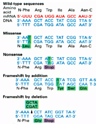 <ul><li><p>missense mutation</p><ul><li><p>substitution of 1 amino acids for another. Most common type of mutation since most codons make an amino acid. usually (no always) relatively minor — often have no phenotype</p></li></ul></li><li><p>nonsense mutation</p><ul><li><p>single base change that generates a new stop codon causing truncation of protein synthesis. Often nonfunctional since many amino acids can be affected</p></li></ul></li></ul><p></p>
