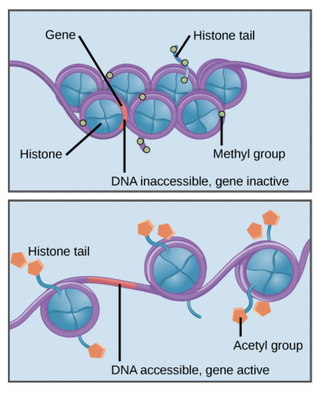 <p><span style="background-color: transparent; font-family: "Proxima Nova", sans-serif;"><span>DNA is wrapped around proteins called histones</span></span></p>