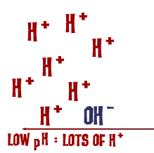 <p>A substance that increases the number of hydrogen ions (H+) in a solution. Acids have a pH less than 7.</p>