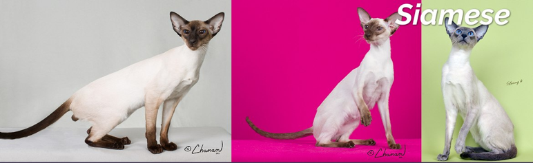 <p>Siamese</p>