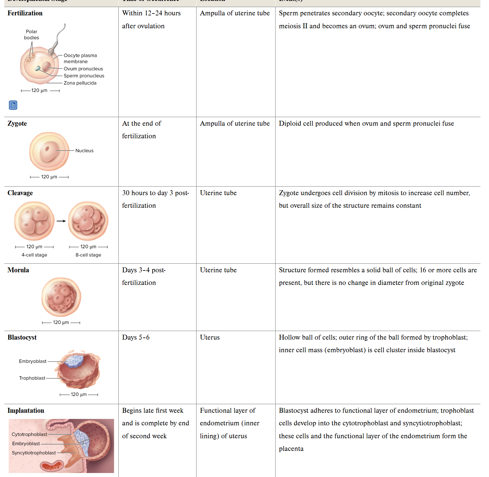 <p>Pre-embryotic period</p>
