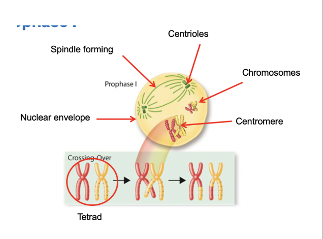 <p>Prophase I (Meiosis)</p>