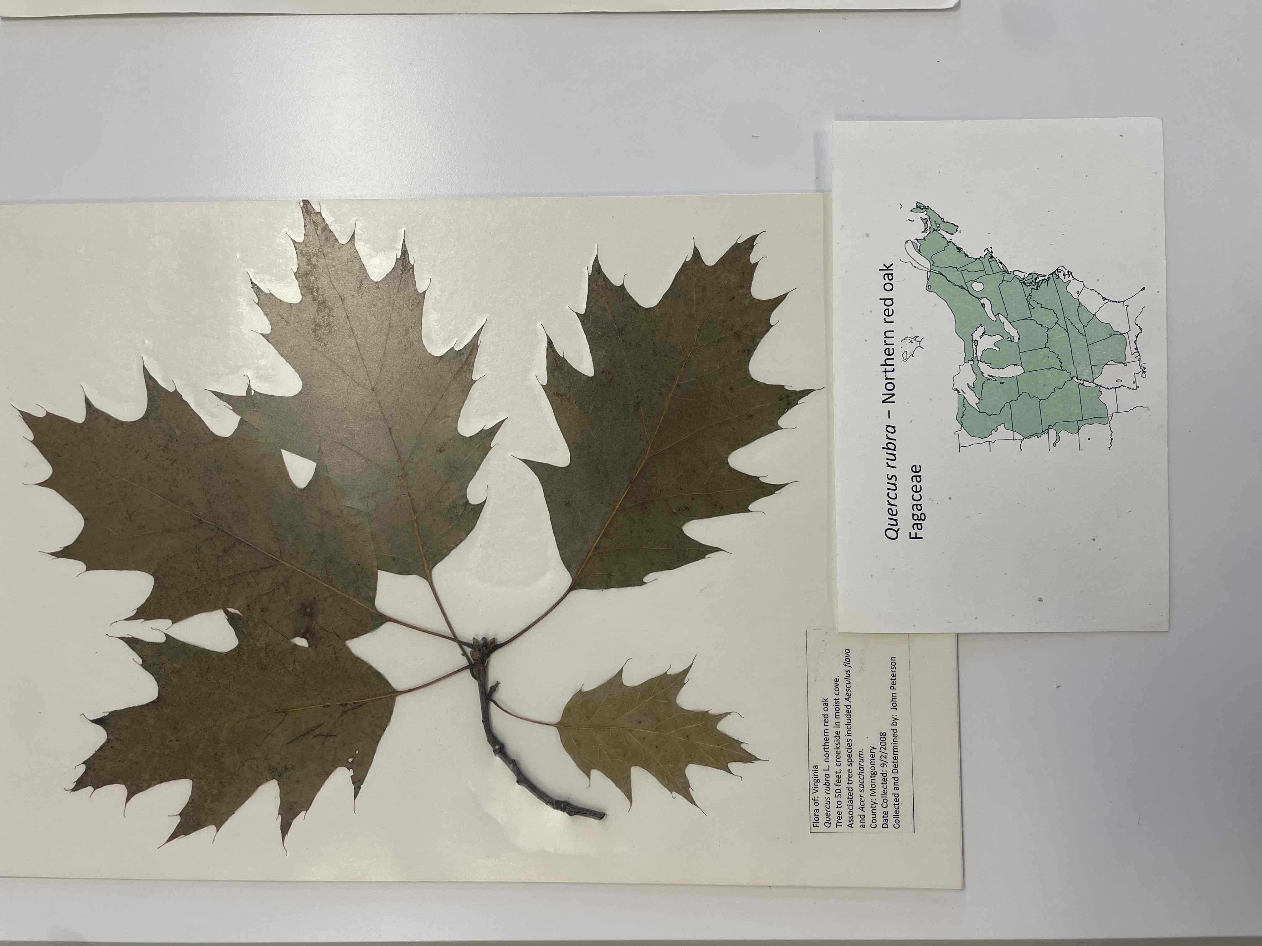 <p>Northern red oak</p>