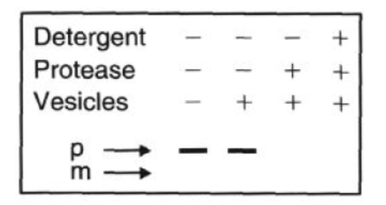 <p>Protease: added at the end, digests proteins that are outside the microsome</p><p>Detergent: breaks open microsomes, exposing the inside. Now everything can be digested</p><ul><li><p>SDS-PAGE shows which radiolabeled proteins are protected (inside) vs digested (outside)</p></li><li><p>smaller mature (M) band means the protein entered the microsome and had its signal peptide cleaved</p><ul><li><p>microsomes present during translation or protease only </p></li></ul></li><li><p>larger precursor (P) bands means the protein stayed outside</p><ul><li><p>when microsomes added after translation</p></li></ul></li></ul><p></p>