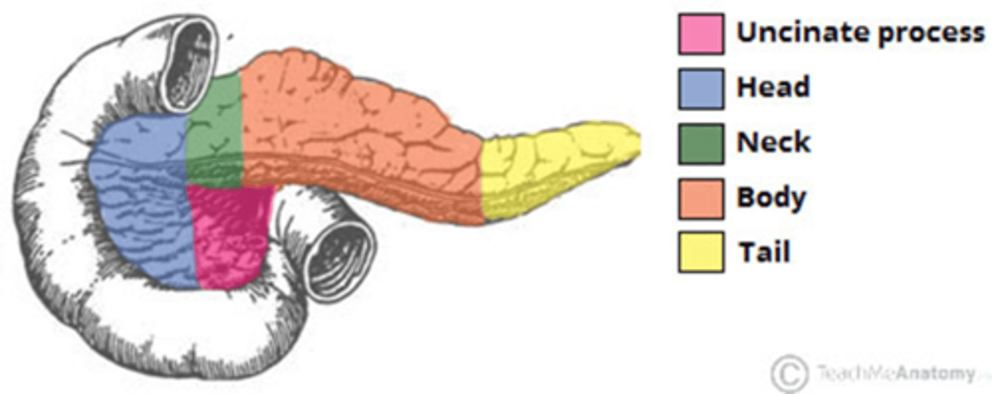 <p>- head</p><p>- uncinate process</p><p>- neck</p><p>- body</p><p>- tail</p>