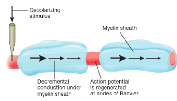 <ul><li><p>in the gaps between the myelin → causes action potential to move faster</p></li><li><p>action potential</p></li><li><p>known as decremental conduction/ saltatory conduction → action potential triggered from node to node (in between myelin) to pass on electrical condction.</p></li><li><p>advantage of this: </p><ul><li><p>as can only enter at “nodes" of Raniver” less Na+ can enter thus less must be pumped out to reset for resting potential </p></li><li><p>greater speed as myelinated </p></li></ul></li></ul><p></p>