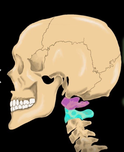 <p>Rotation around axis; ex: proximal radioulnar.</p>