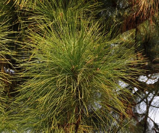 <p>Canary Island pine</p>