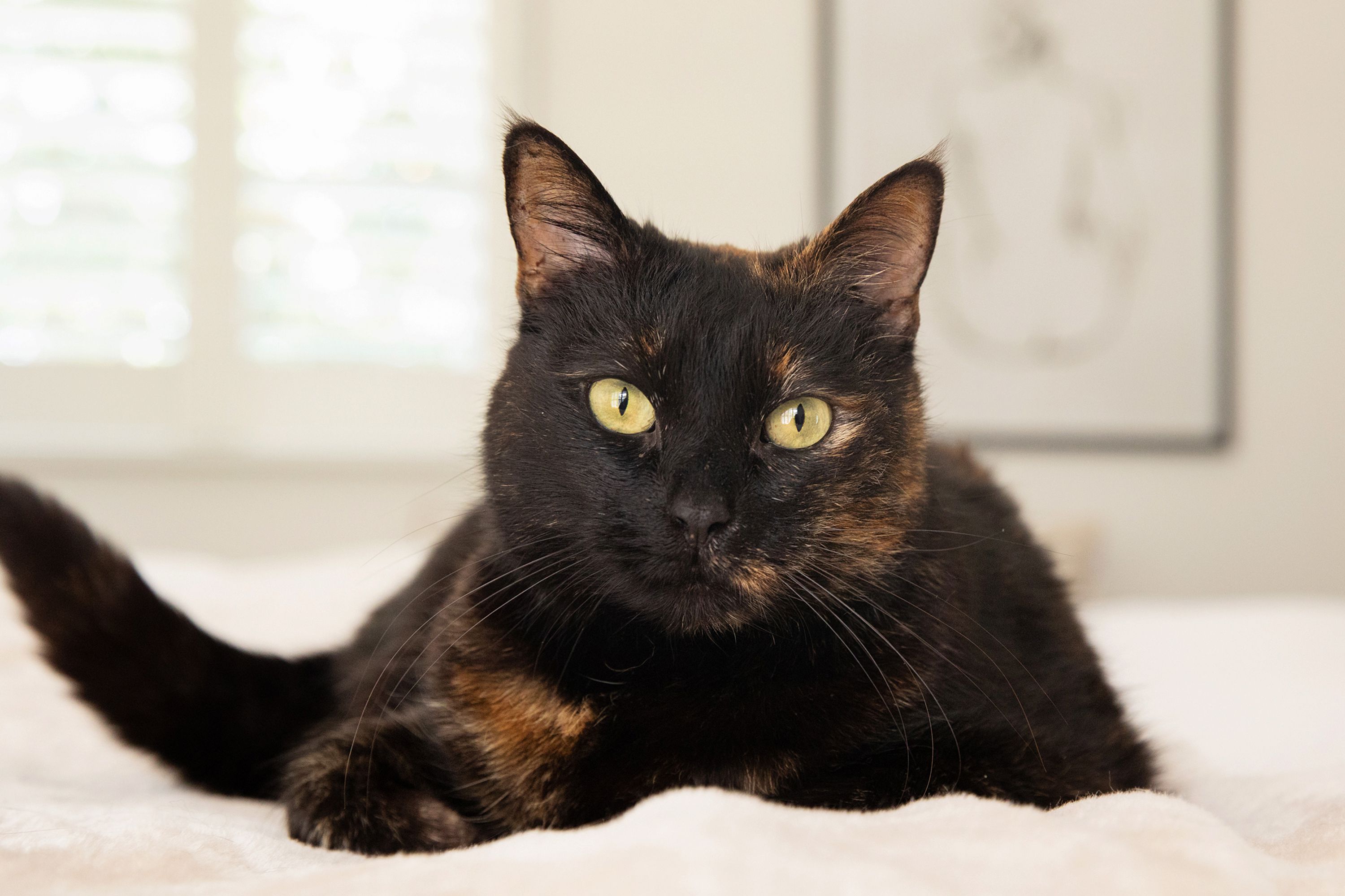 <p><span>Mosaicism results in the patchy coloration of a tortoiseshell cat.</span></p>