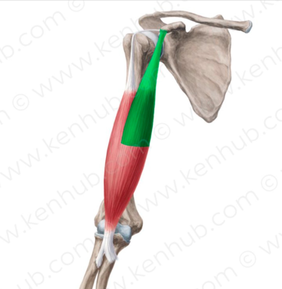 <p>Welke spier is dit?</p>