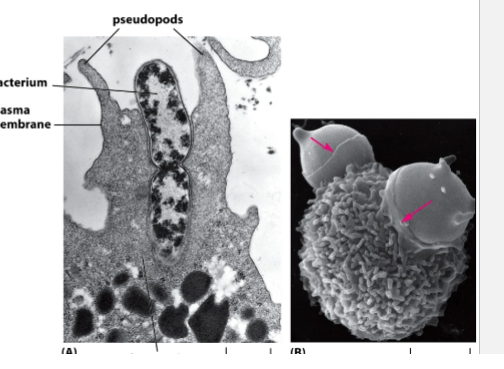 <ul><li><p>Large particles (bacteria, debris)</p></li><li><p>Performed by specialized cells (immune system)</p></li><li><p>Defense: neutrophils/macrophages kill pathogens</p></li></ul><p></p>