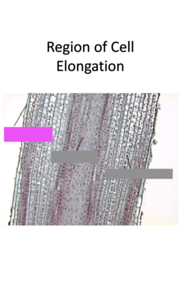 <p>Name the pink highlighted structure.</p>