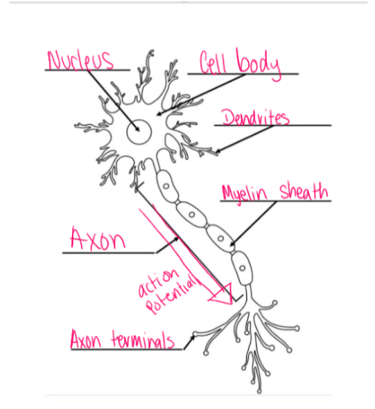 knowt flashcard image