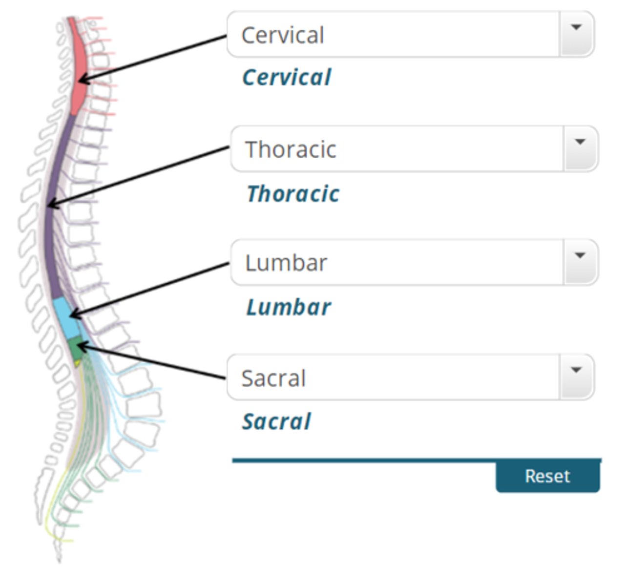 <p>cervical, thoracic, lumbar, sacral</p>