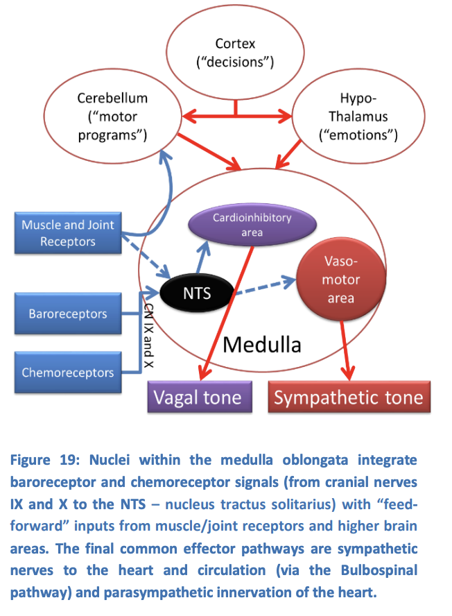 <ul><li><p>many of the feed-forward mechanisms feed into the same area of the brain</p><ul><li><p>→ cardiovascular centre of the medulla</p></li></ul></li></ul><p></p>