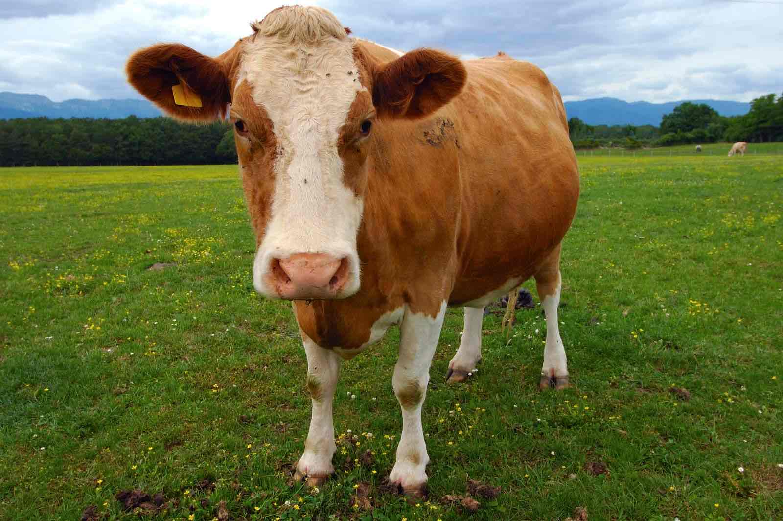 <p>Cow</p>