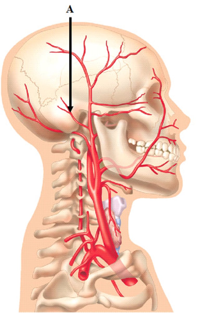 <p>blood to the scalp, the area behind and above the ear, and the skin behind the ear.</p>