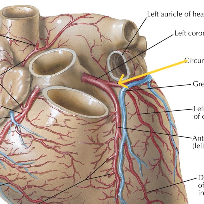 <p>Which heart circulation:</p><ul><li><p>From <u>left coronary</u> artery, around heart in left AV sulcus</p></li></ul><p></p>