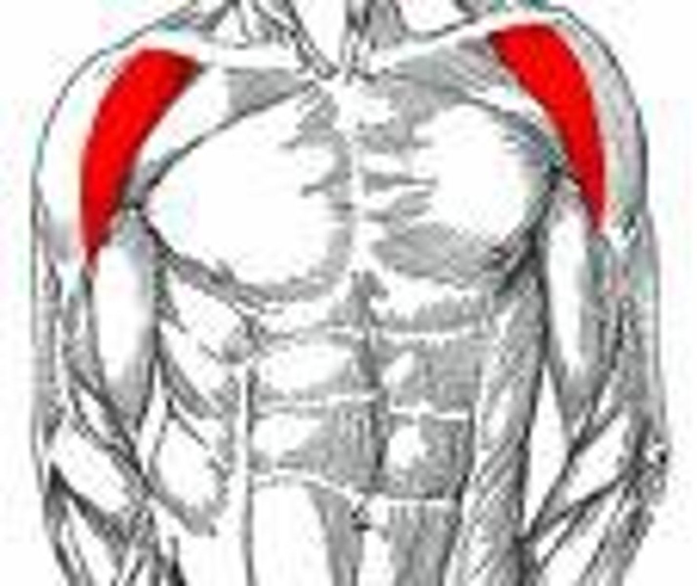 <p>Welke spier is dit?</p>