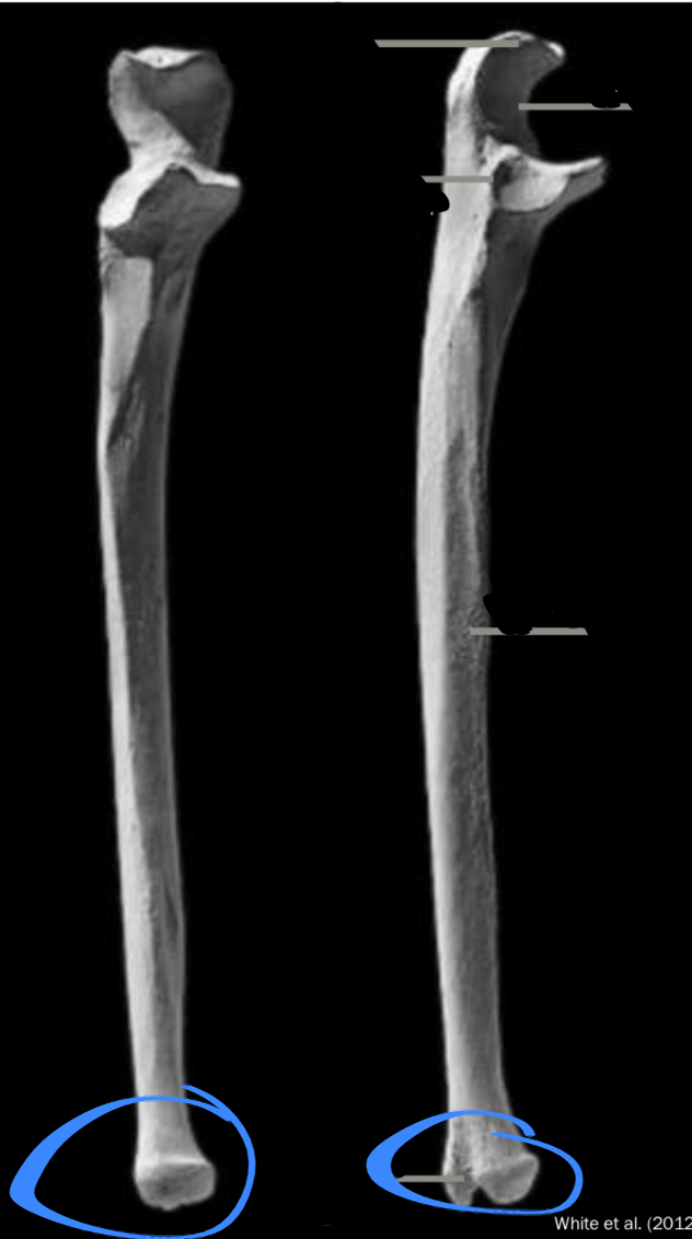 <p>Articulated with the carpels of the manus, located on the ulna</p>