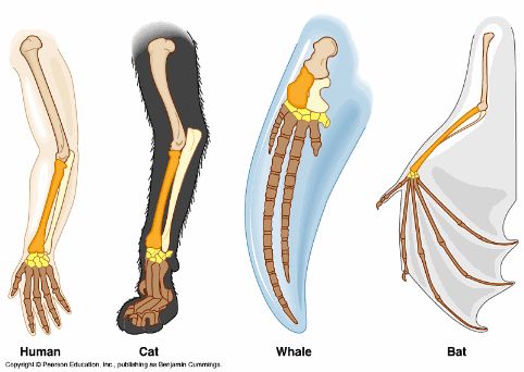 <p>A structure with a common evolutionary origin that may serve different functions in modern species</p><p></p><p><span>✩ despite having current differences in their functions, similar bone structures/anatomy provided evidence for common ancestry</span></p>
