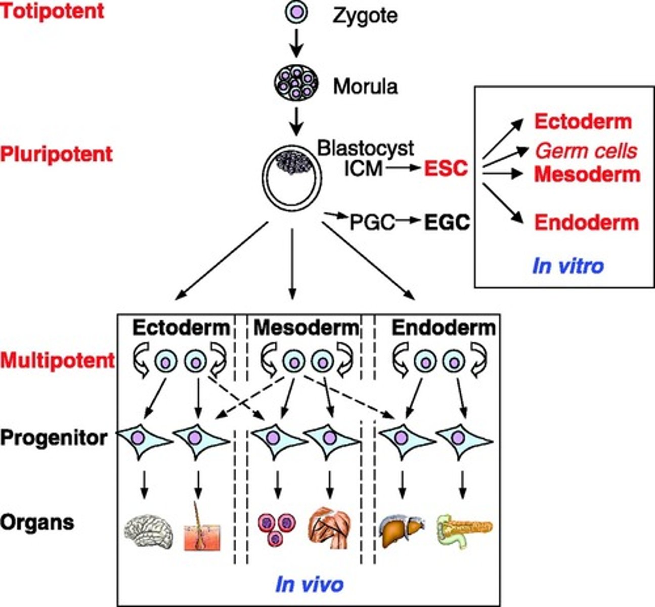 <p>- totipotent: highest differentiation potential; able to form any cell type in the organism and extra-embryonic tissues like the placenta and yolk sac</p><p>- pluripotent: can differentiate into any cell type within the embryo but NOT extra-embryonic tissues (embryonic)</p><p>- multipotent: more limited ability, differentiating into a specific range of cell types within a tissue or organ (adult)</p>