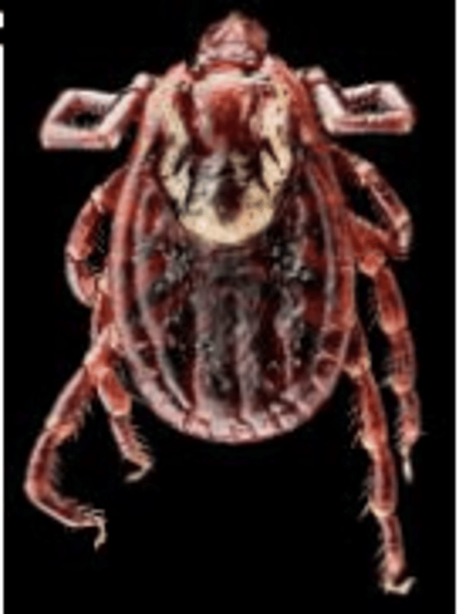<p>Dermacentor spp.</p>