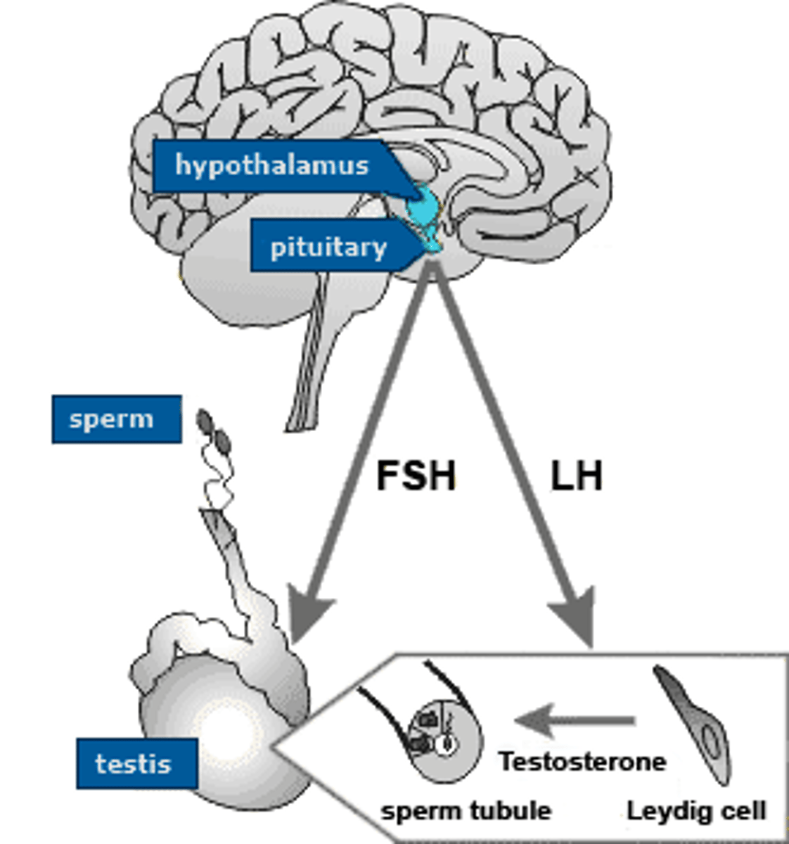 <p>A hormone located in the pituitary that is released and stimulates interstitial cells to produce and release testosterone</p>