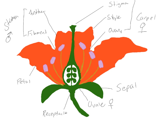 Electronically-Drawn parts of a flower. 