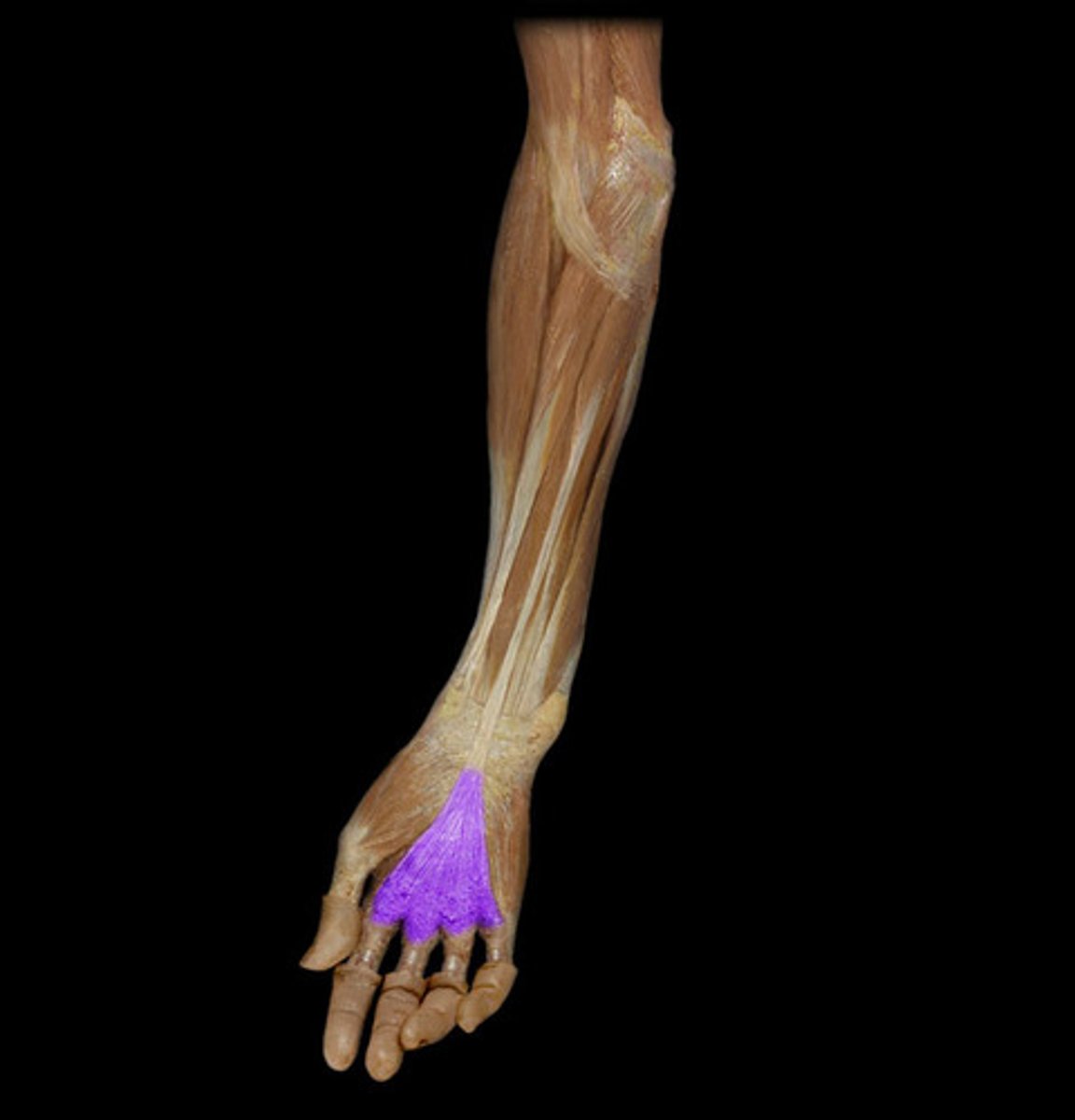 <p>Palmar fascia</p>