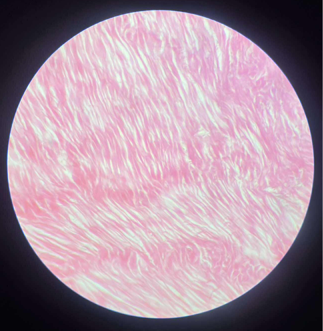 <p>what tissue is this?</p>