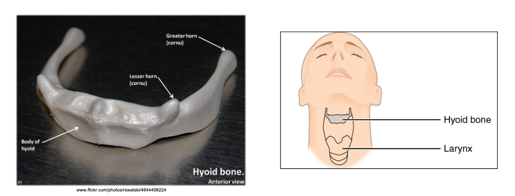 <ul><li><p>Does not articulate with any other bones, supports the tongue</p></li><li><p>Inferior to skull between mandible &amp; pharynx</p></li></ul><p></p>