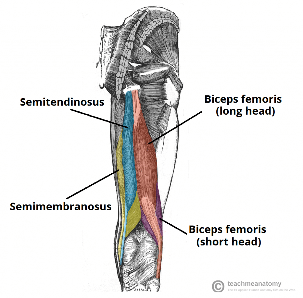 <p>Semitendinosus</p>