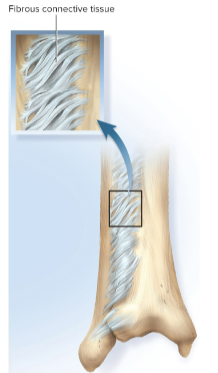 <p>Syndesmoses</p>