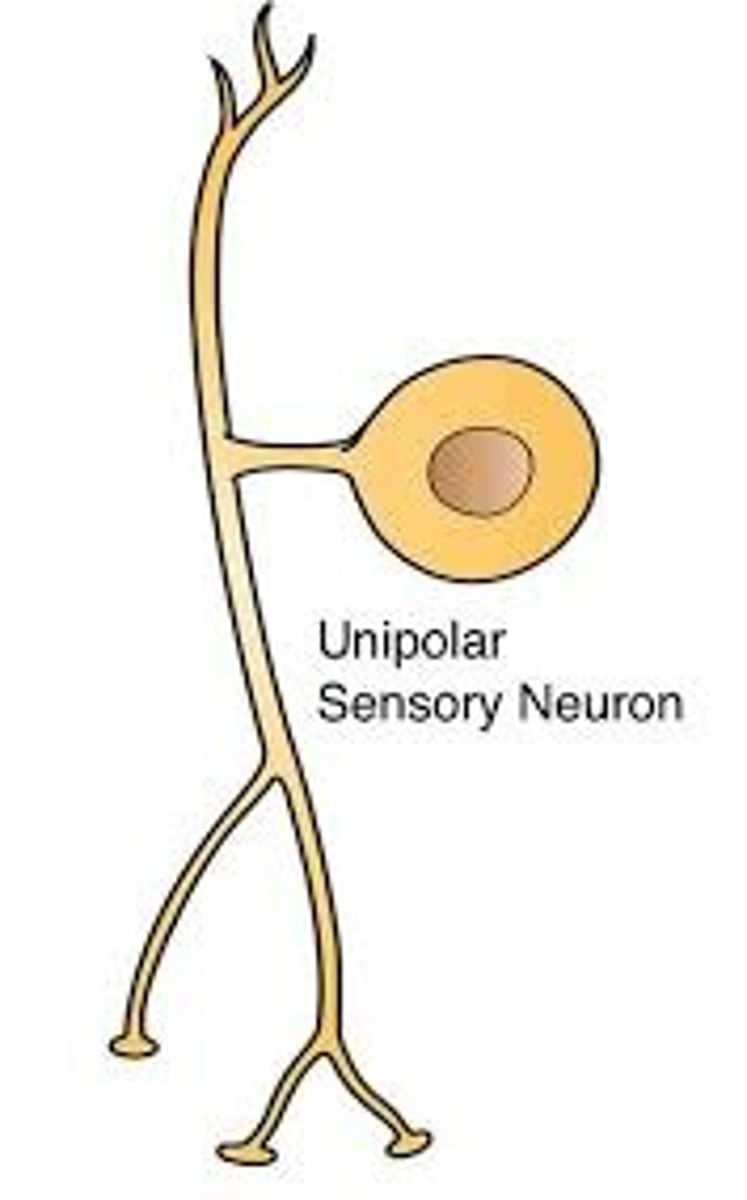 <p>(A) One</p><p>A unipolar neuron has one axon projecting from the soma, and no dendrites, hence the name UNI-polar.</p><p>These are most common in humans during development.</p>