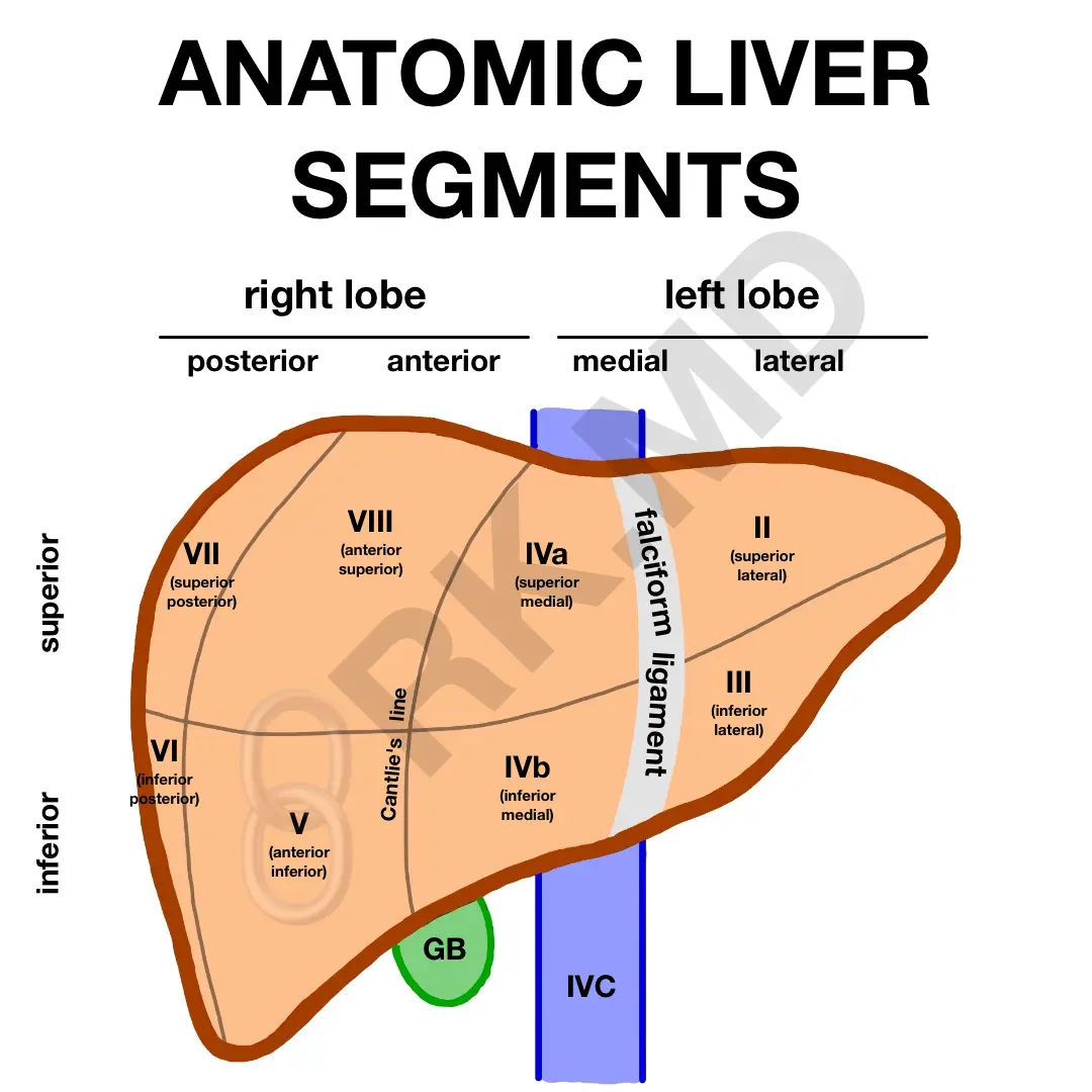 <p>The liver is divided functionally into 8 segments.</p><p><strong>A. Yes</strong></p><p></p>
