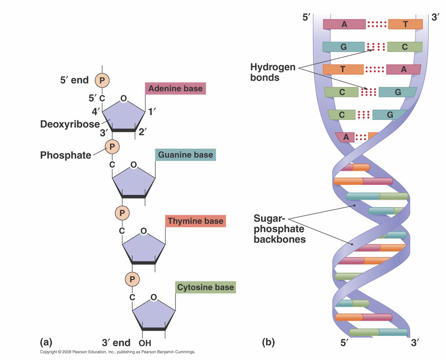 <p>• H bonds form between C and G and between T and A in DNA</p><p>          – Two H bonds form between U and A in RNA</p><p> • DNA is double stranded in most cells and viruses</p><p>             – Two strands are complementary</p><p>             – Two strands are antiparallel</p>