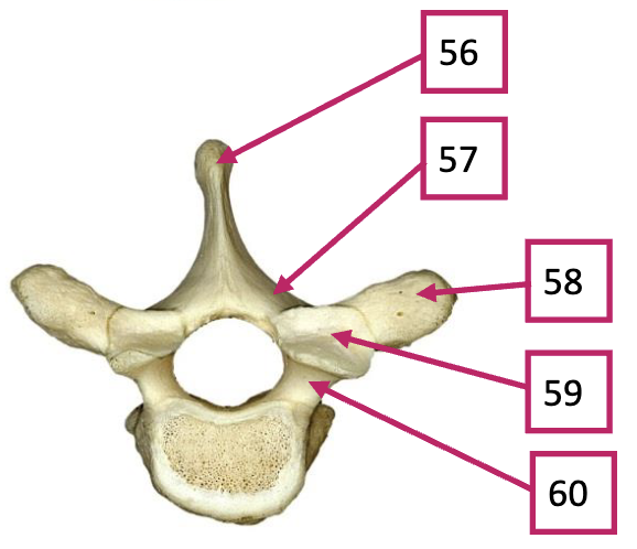 <p>59</p>
