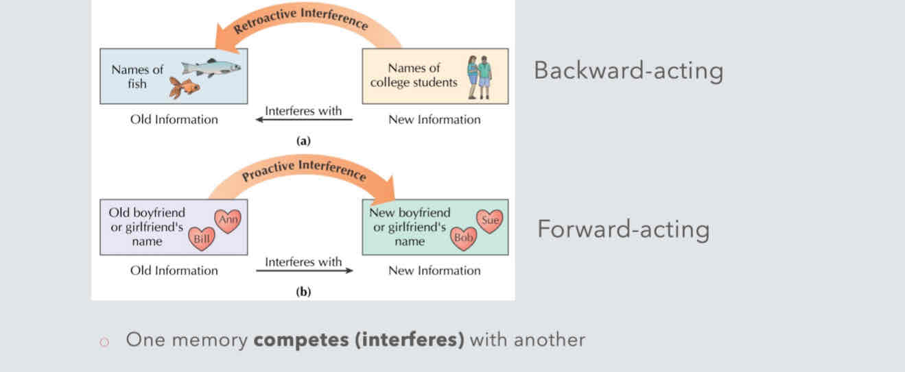 <p>Interference create retrieval problems</p><p>Sleep prevent <strong>retroactive interference (no new info)</strong></p>