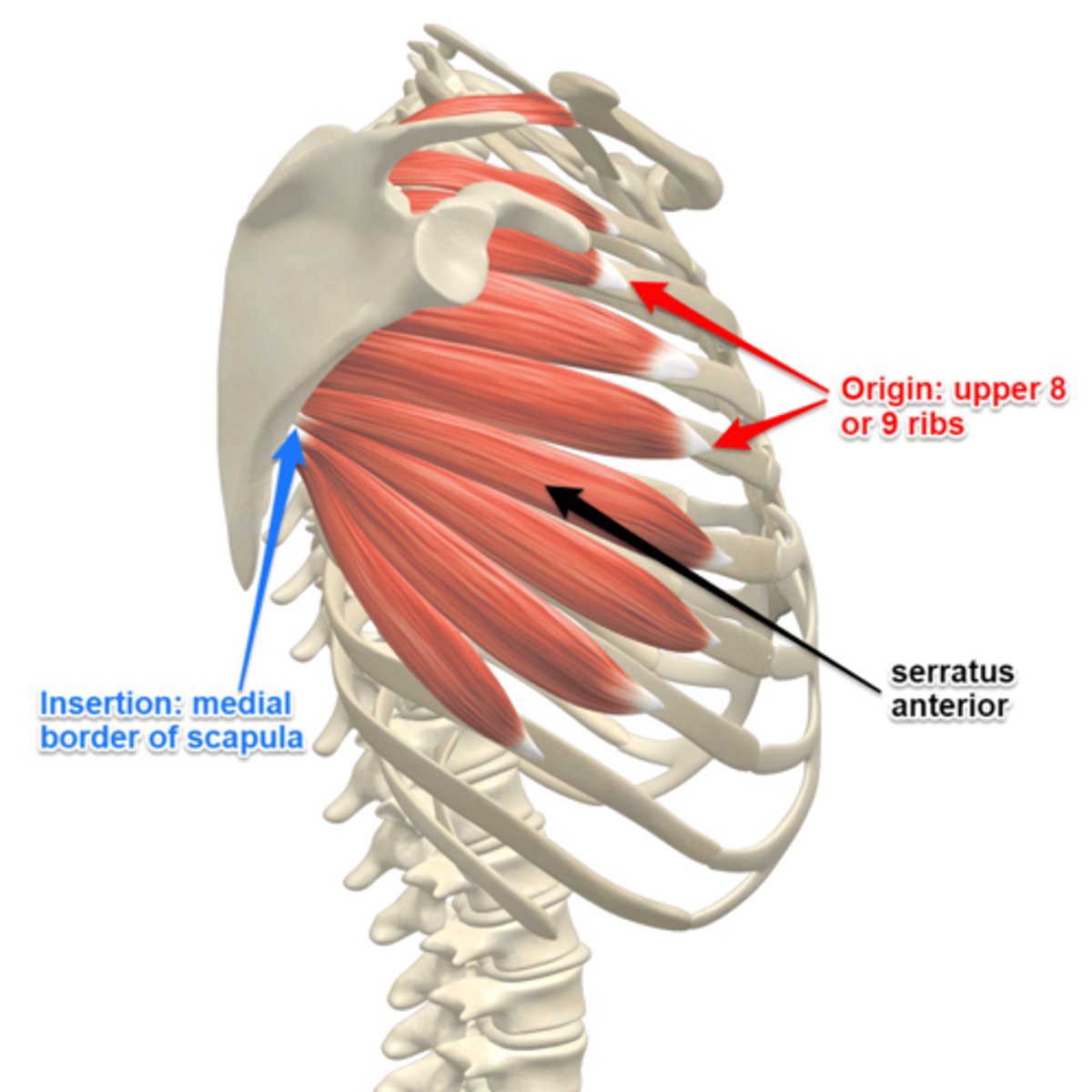 <p>medial border and inferior angle of the scapula</p>