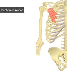 <p>origin: sternal ends of ribs 3-5</p><p>insertion: coracoid process of scapula</p>