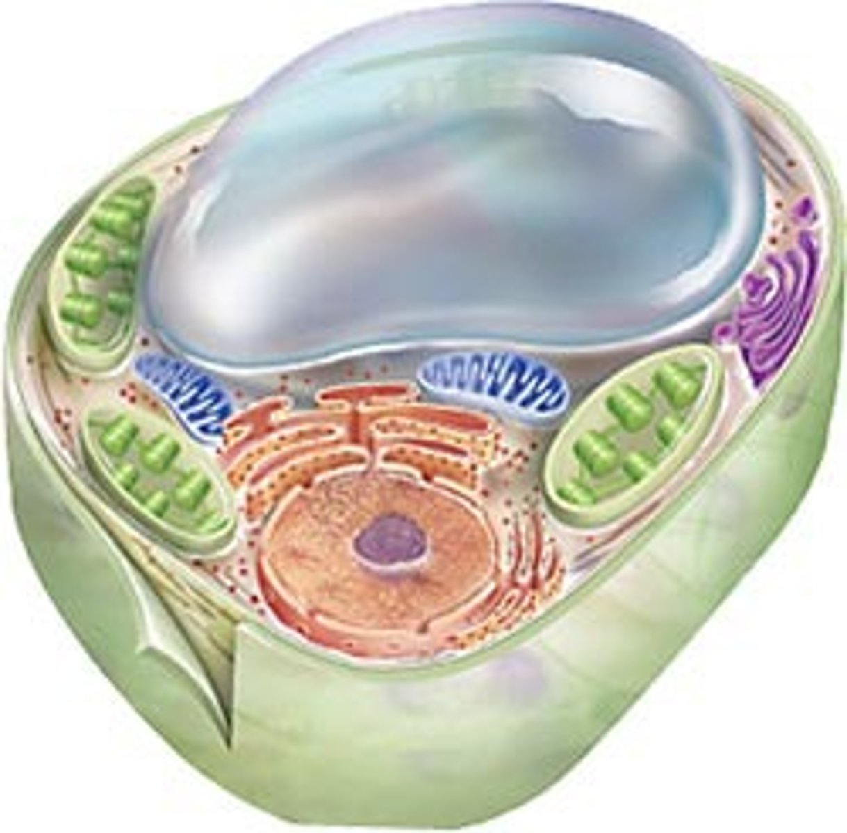 <p>storage area for nutrients and wastes as well as water to maintain cell shape; (plants); helps maintain turgor pressure</p>