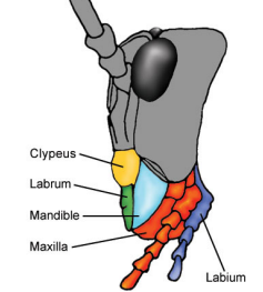 <ol><li><p>Clypeus</p></li><li><p>Labrum</p></li><li><p>Mandible</p></li><li><p>Maxilla</p></li><li><p>Labium</p></li></ol><p></p>